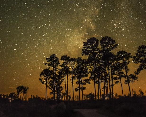 Stars fill up the night sky with trees silhouetted in the foreground