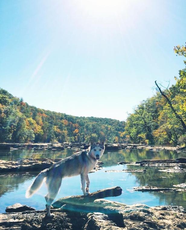 Dog at Sweetwater Creek State Park in Lithia Springs, Georgia