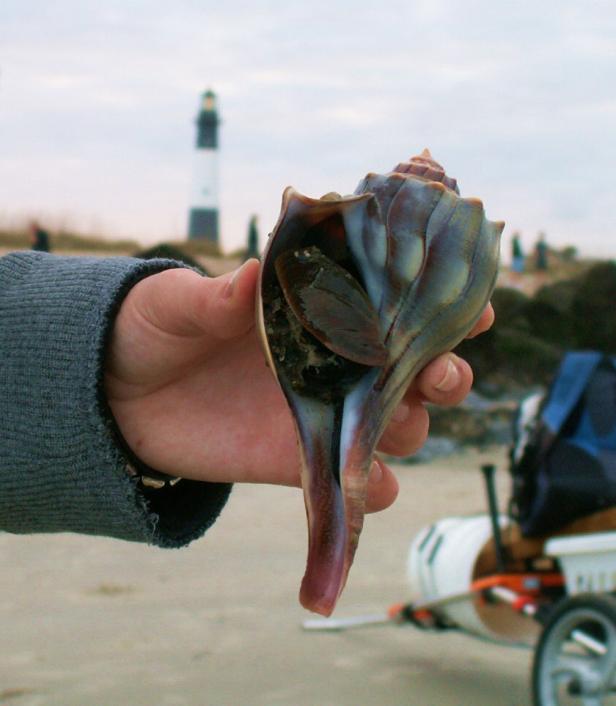 Tybee Island Ecology Trips
