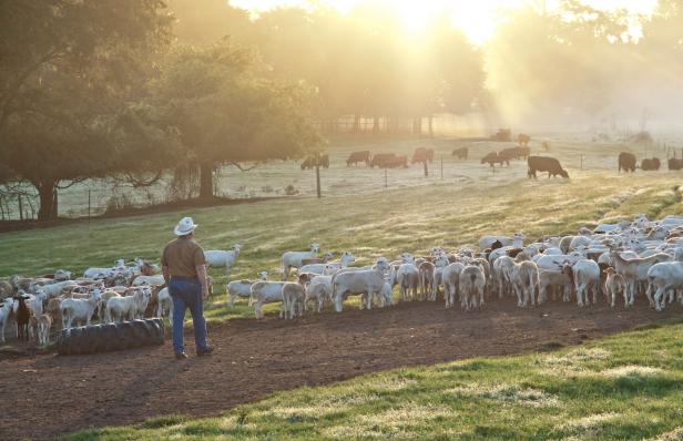 White Oak Pastures in Bluffton, Georgia