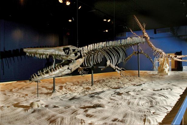 Dinosaur fossil exhibit inside a museum