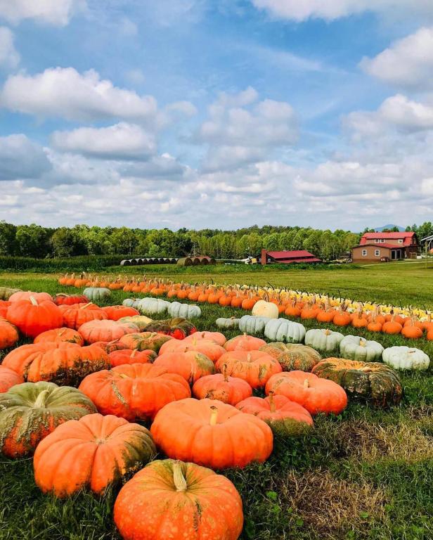 Giant orange pumpkins sit in a field at a farm.