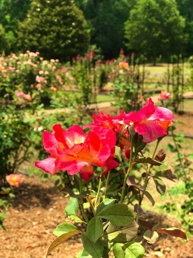 Thomasville Rose Garden