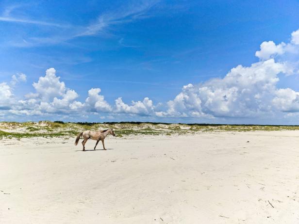 Wild horse on the beach on Cumberland Island, Georgia