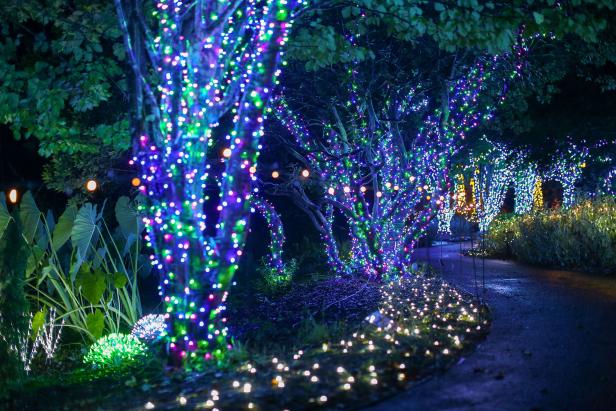 Trees decorated with holiday lights.