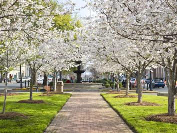 Cherry Blossom Trees at Third Street Park