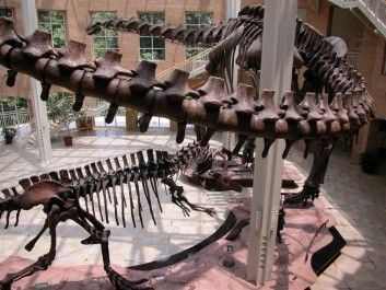 Dinosaurs at Fernbank Museum of Natural History