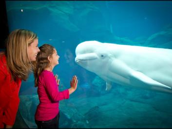 Beluga Whale