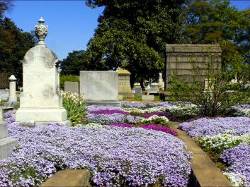 Not only is Historic Oakland Cemetery repository of history, art, and architecture; but is also a botanical garden and arboretum.  Photo courtesy of Dinny Addison