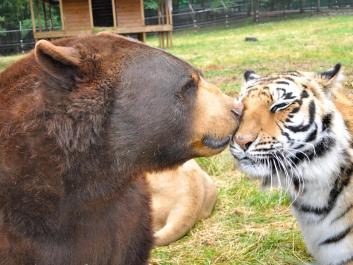 Noah's Ark