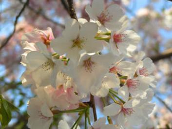 Cherry Blossoms