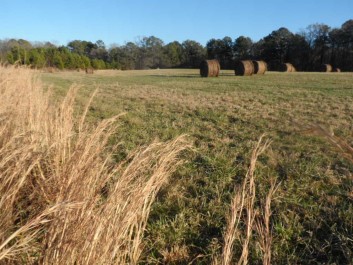 Scenic pastures