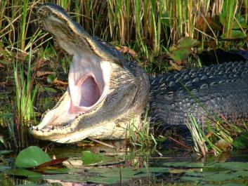 Say ahhh? visit Okefenokee
