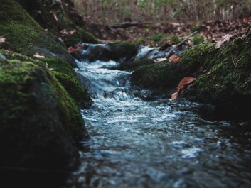Bartram Forest in Milledgeville, Ga