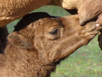 Camel nursing
