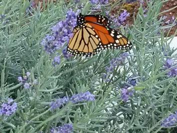 Beautiful Butterfly