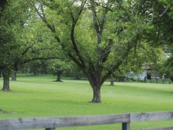 Pecan Orchard