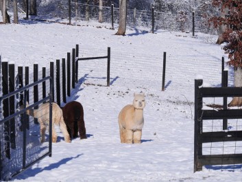 Where'd all the grass go?