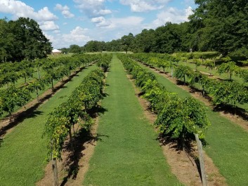 Our Number 9 vineyard