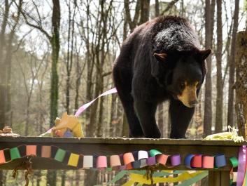 DJ the Bear celebrates his birthday!