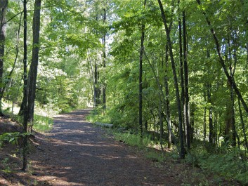 Trail through the woods at Settles Bridge Park