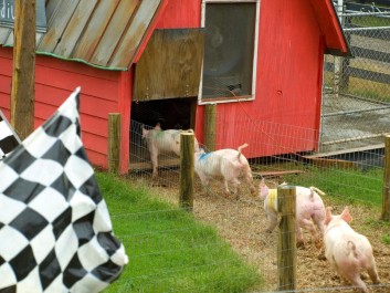 Pig Races in the fall