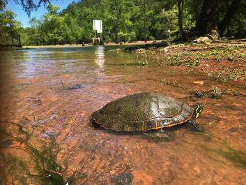 Turtle in the Water