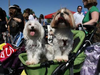 Top Dogs Pet Boutique