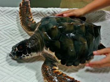 Turtle at Tybee Island Marine Science Center