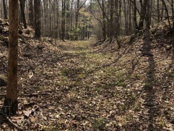 The Monticello Flatwoods