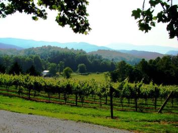 Vineyard view of Mountains