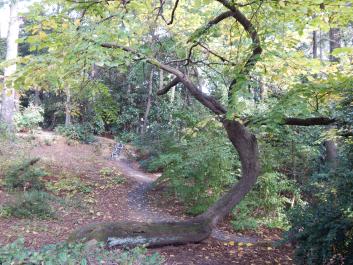 One of our Many Unique Trees!