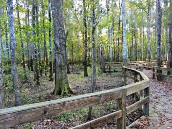 Boardwalk at the Towns Bluff Park & Heritage Center in Bullard Creek WMA
