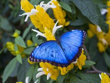 Cecil B. Day Butterfly Center at Callaway Gardens