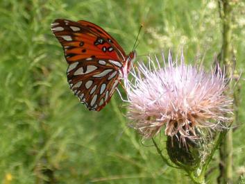 Gulf Fritillary butterfly