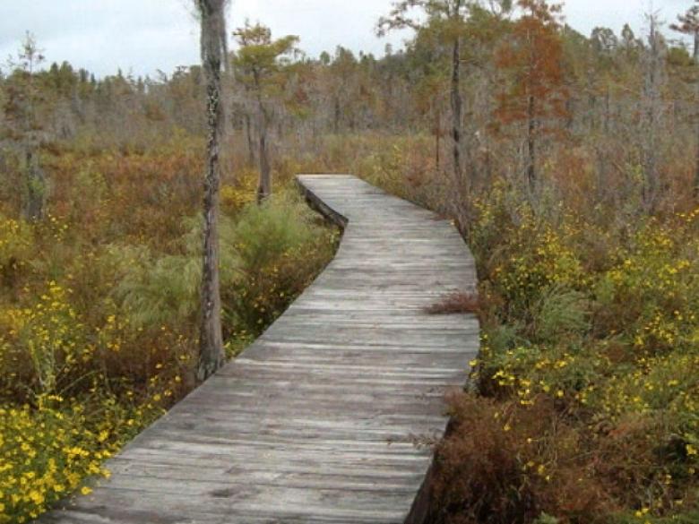 Grand Bay Wildlife Management Area | Explore Georgia