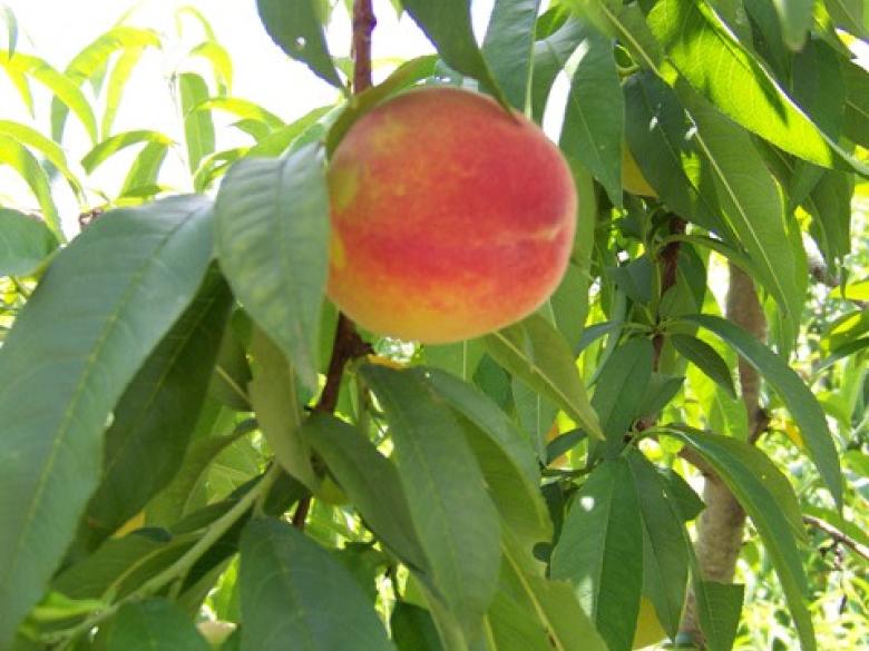 Lawson Peach Shed | Explore Georgia