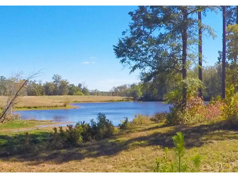 B.F. Grant Wildlife Management Area | Explore Georgia