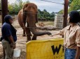 Elephant Wild Encounter