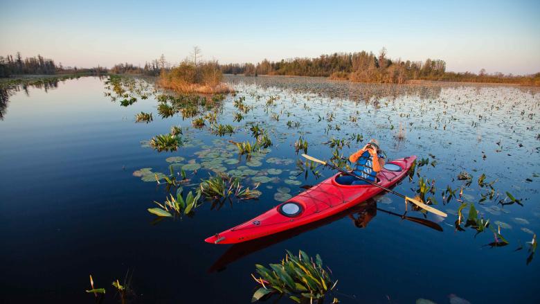 Kayaking in the Okefenokee Swamp