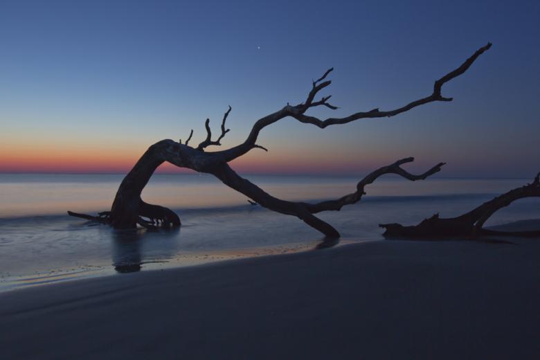 Driftwood Beach on Jekyll Island, Georgia