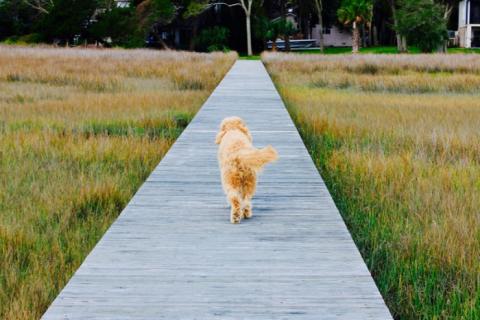 Pet-friendly St. Simons Island
