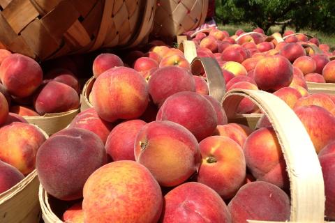 Basket of Georgia peaches