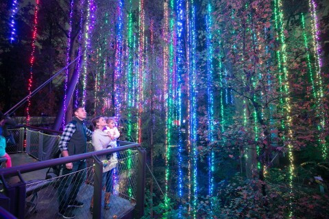 Family gazing into a forest of multicolored lights at Garden Lights, Holiday Nights at Atlanta Botanical Garden