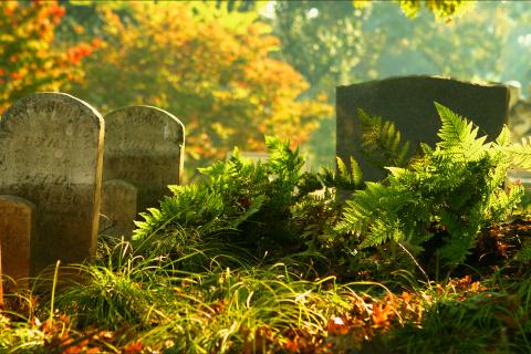 Ferns at Oakland Cemetery. Photo by Dinny Addison