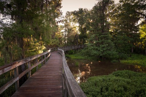 A boardwalk winding through the woods