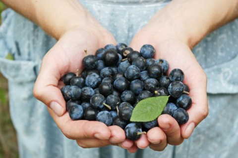 Freshly picked blueberries