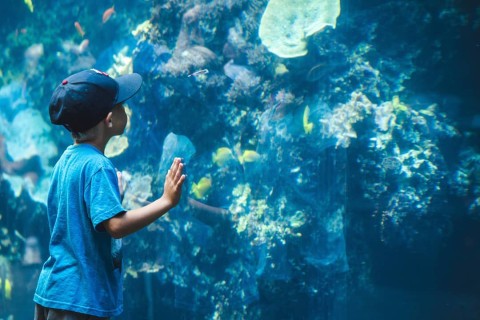 Georgia Aquarium. Photo by @shaaannonshoots, Shannon Elisabeth