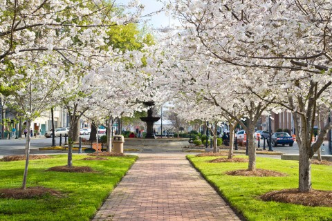 A walking path is lined with cherry blossom trees