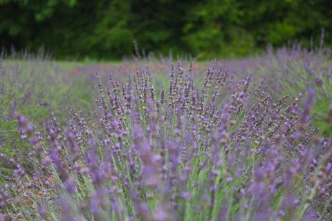 Red Oak Lavender Farm in Dahlonega, Georgia